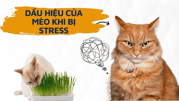 dau hieu meo bi stress 6