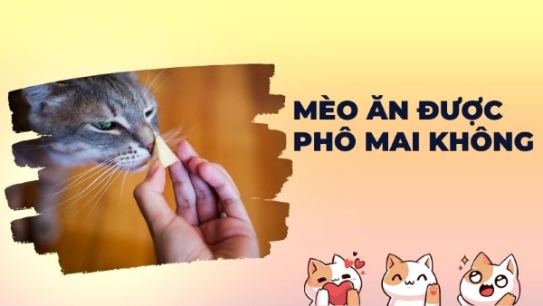 meo an pho mai duoc khong 0