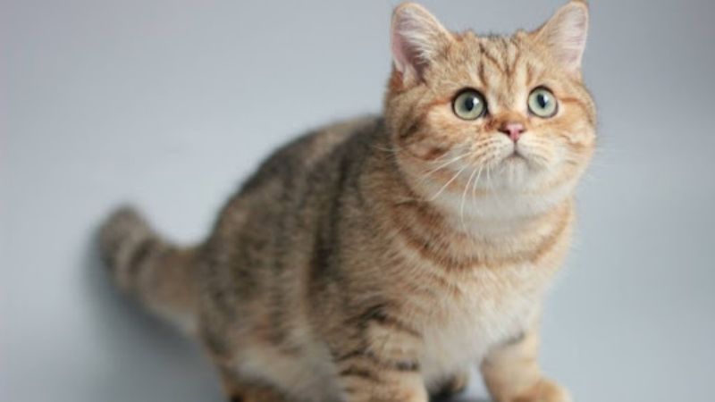 Mèo Anh lông ngắn Golden Tabby