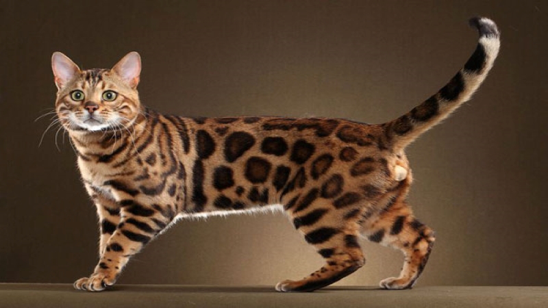 Giới thiệu về Mèo Bengal