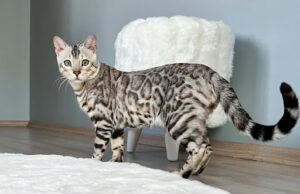 Đặc điểm nổi bật của mèo bengal silver