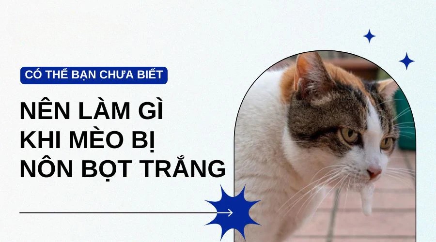 mèo bị nôn bọt trắng