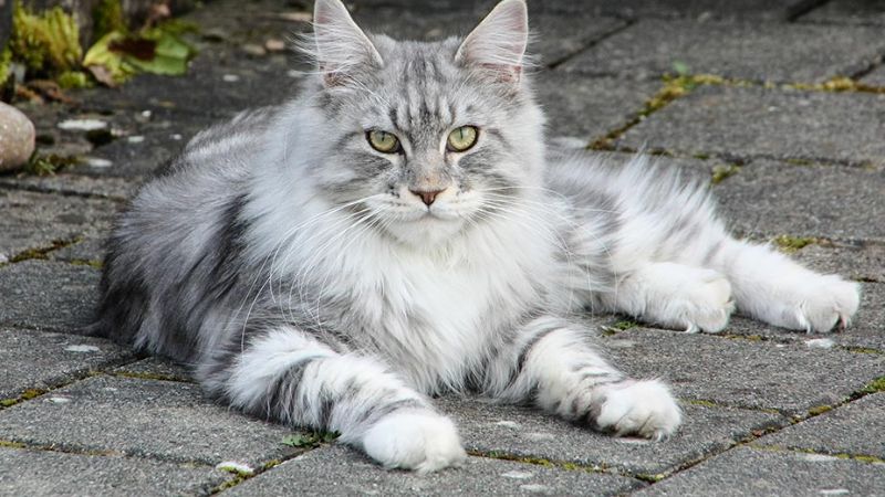 Nguồn gốc của mèo Maine Coon