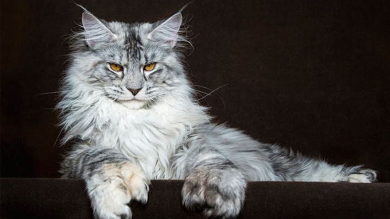 Đặc điểm của mèo Maine Coon