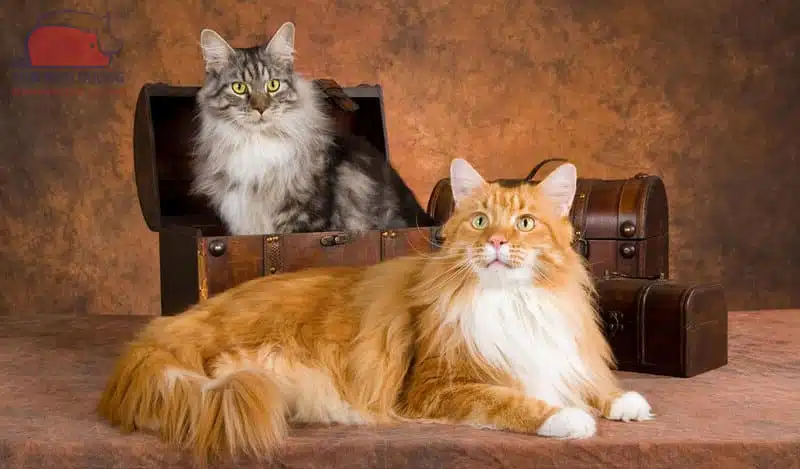 Giá cả của mèo Maine Coon