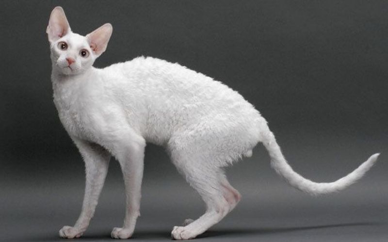 Mèo Cornish Rex