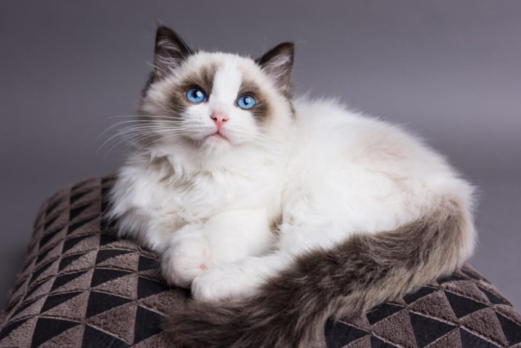 Nguồn gốc của mèo Ragdoll