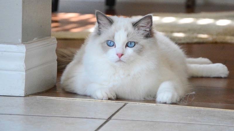 Đặc điểm nổi bật của mèo Ragdoll