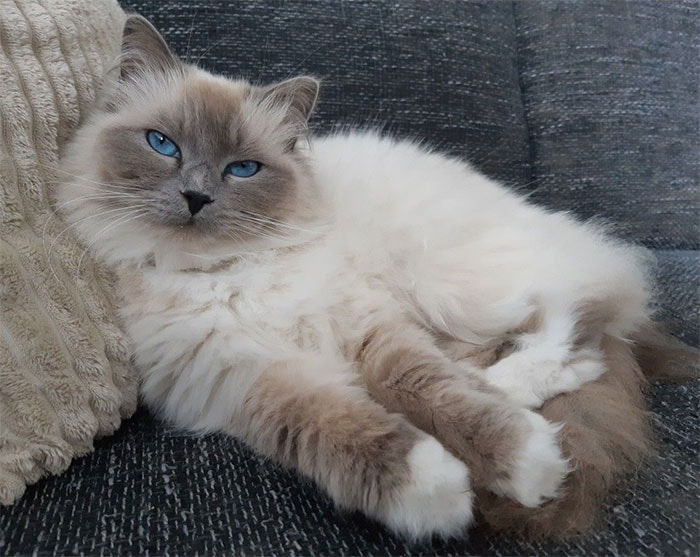 Mèo to nhất thế giới - Mèo Ragdoll