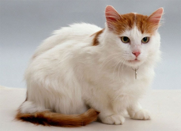 Mèo to nhất thế giới - Mèo Turkish Van