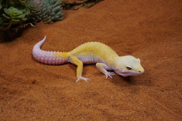 Vai trò của canxi trong chế độ dinh dưỡng của leopard gecko