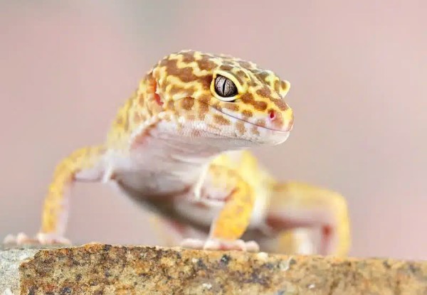 Cách phân biệt triệu chứng thiếu canxi ở leopard gecko