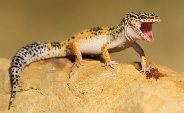 Tác hại của việc thiếu hoặc thừa canxi đối với sức khỏe leopard gecko