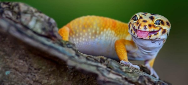 Tư vấn chuyên gia: Giải đáp thắc mắc về canxi cho leopard gecko