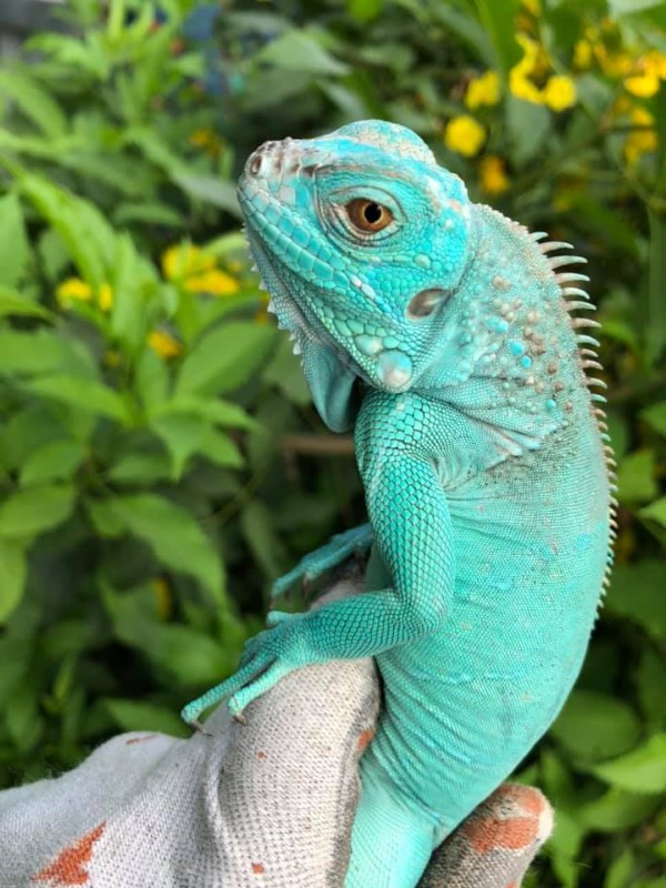 Iguana: Đặc điểm sinh học và phân loại