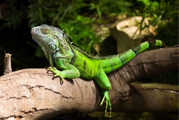 Sinh sản và vòng đời của Iguana