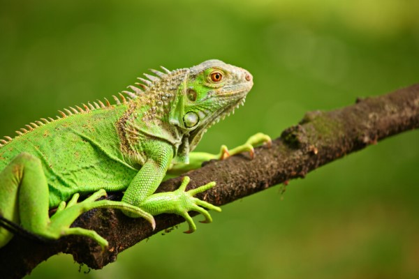 Iguana trong điều kiện nuôi nhốt: Chăm sóc và bảo tồn