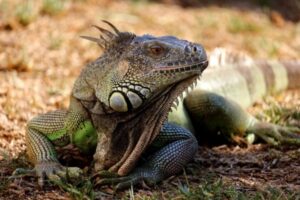 Iguana trong văn hóa và truyền thuyết