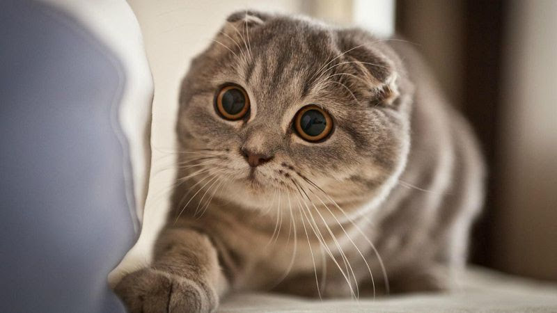 Mèo Scottish Fold Tai Cụp