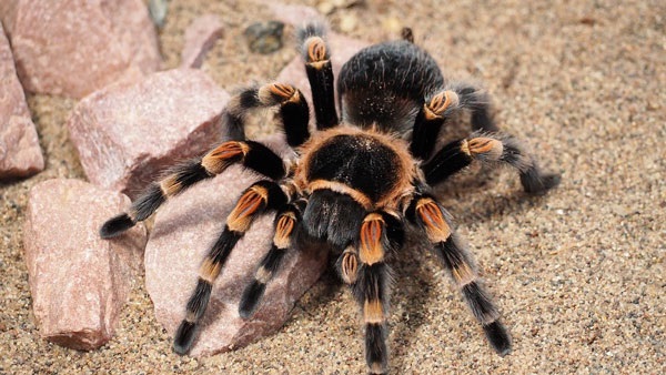 Nhện Tarantula - Cách nuôi nhện Tarantula làm thú cưng