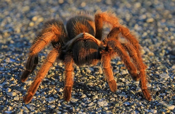 Môi trường sống và phân bố địa lý của nhện Tarantula