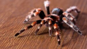 Nhện tarantula đã từ lâu trở thành biểu tượng trong nhiều nền văn hóa