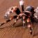 Nhện tarantula đã từ lâu trở thành biểu tượng trong nhiều nền văn hóa