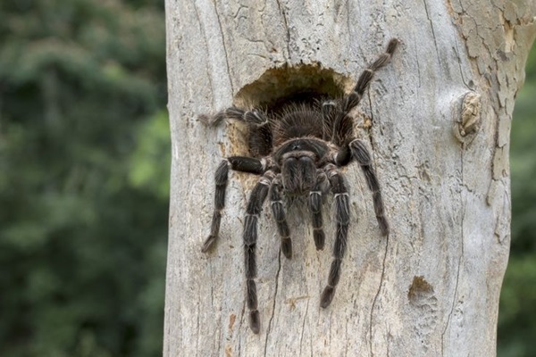 Những nghiên cứu khoa học gần đây về loài nhện Tarantula