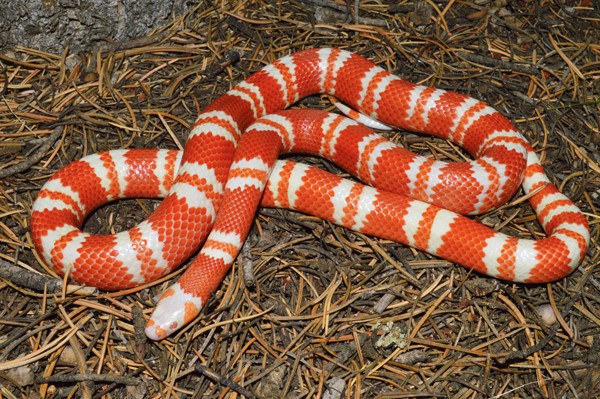 Giới thiệu về Rắn Sữa (Milk Snake)