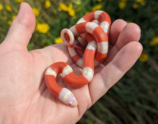 Đặc điểm hình dáng của Rắn Sữa (Milk Snake)