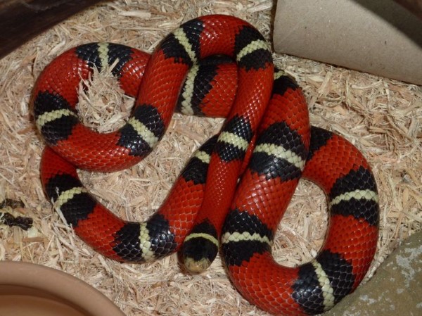 Phân bố và nguồn gốc của Rắn Sữa (Milk Snake)