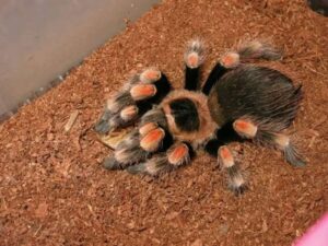 Việc bảo tồn và nghiên cứu red knee tarantula rất được quan tâm 