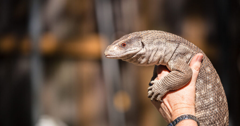 Xuất xứ của kỳ đà Savannah Monitor