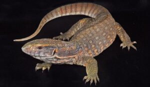 savannah monitor 2