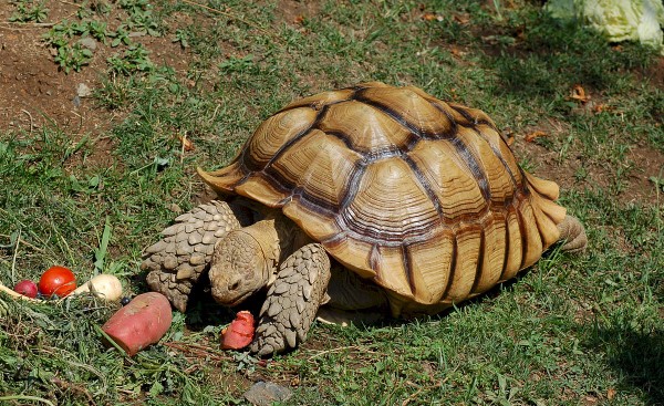 Môi trường sống lý tưởng và thiết kế chuồng trại cho rùa Sulcata