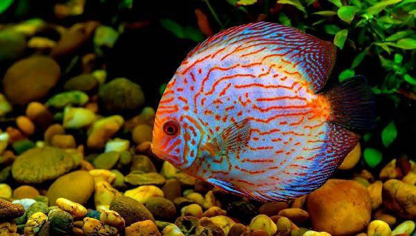 Cá Discus