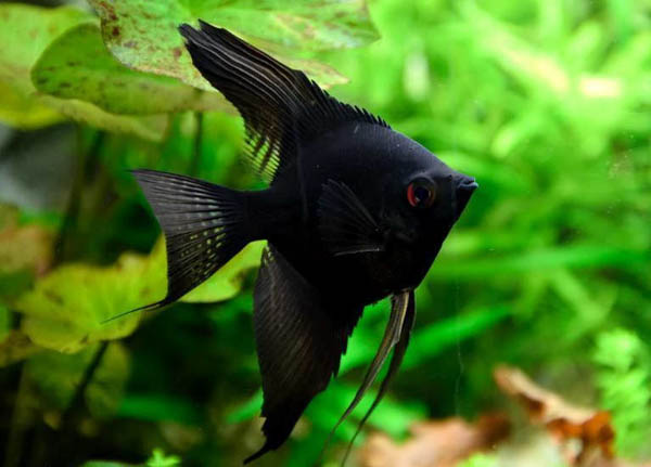 Cá thần tiên Ai Cập màu đen (Black Veiltail Angelfish)