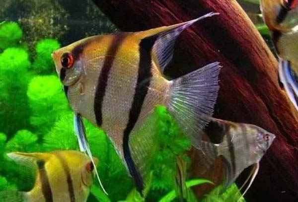 Cá thần tiên Ai Cập màu vàng (Golden Angelfish)