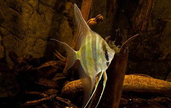 Cá thần tiên Ai Cập vây dài (Longfin Angelfish)