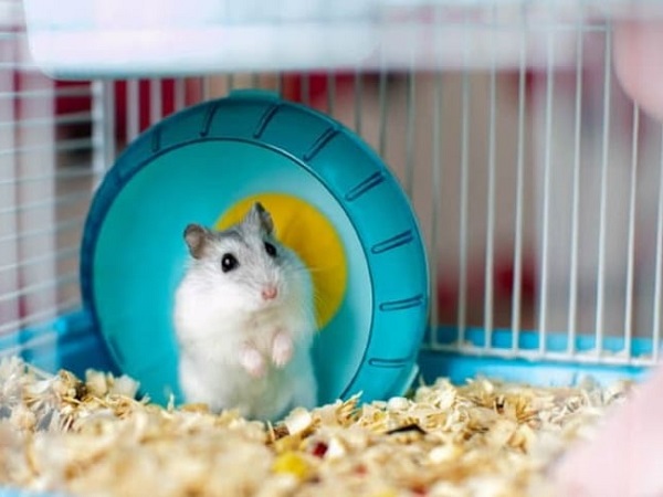 Lựa chọn chuồng trại phù hợp