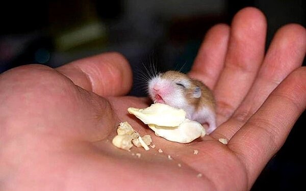 Thức ăn chính cho Hamster Robo