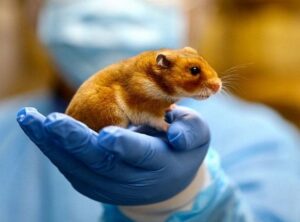 Chăm sóc sức khỏe và phòng bệnh cho Hamster Robo