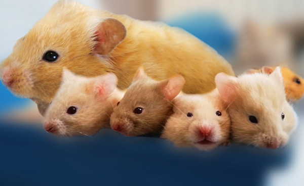 Hamster robo có tính cách khá nhút nhát