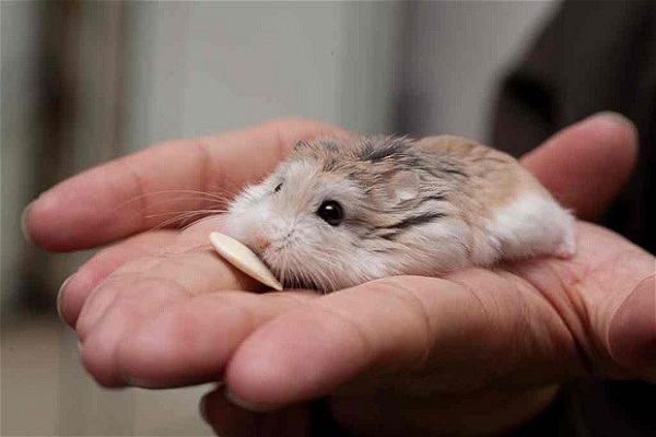 Chuột Hamster Robo