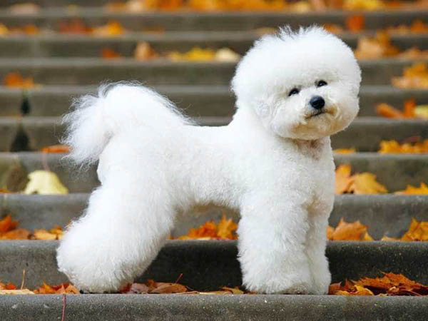 Chó Bichon giá bao nhiêu?