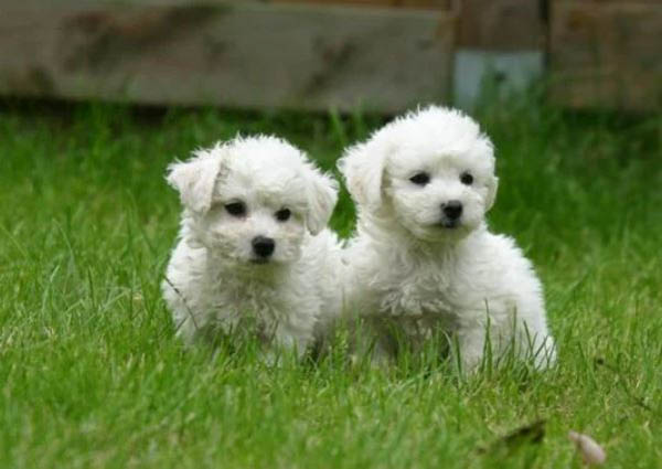 Bảng giá chi tiết chó Bichon Frise theo nguồn gốc, tuổi tác và giới tính