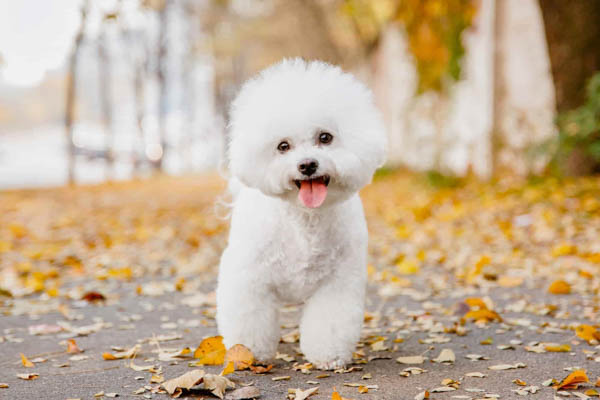 Kinh nghiệm mua chó Bichon giá rẻ mà vẫn đảm bảo sức khỏe và nguồn gốc