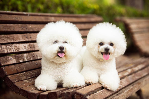 Chó Bichon Frise có xứng đáng với mức giá hiện tại không?