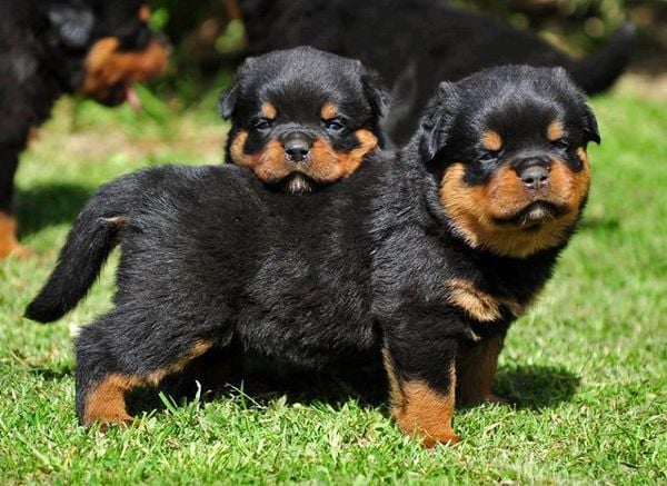 Rottweiler là giống chó lớn, năng động và cần không gian sống rộng rãi