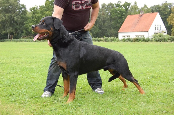 Rottweiler cần một người chủ có kinh nghiệm huấn luyện chó